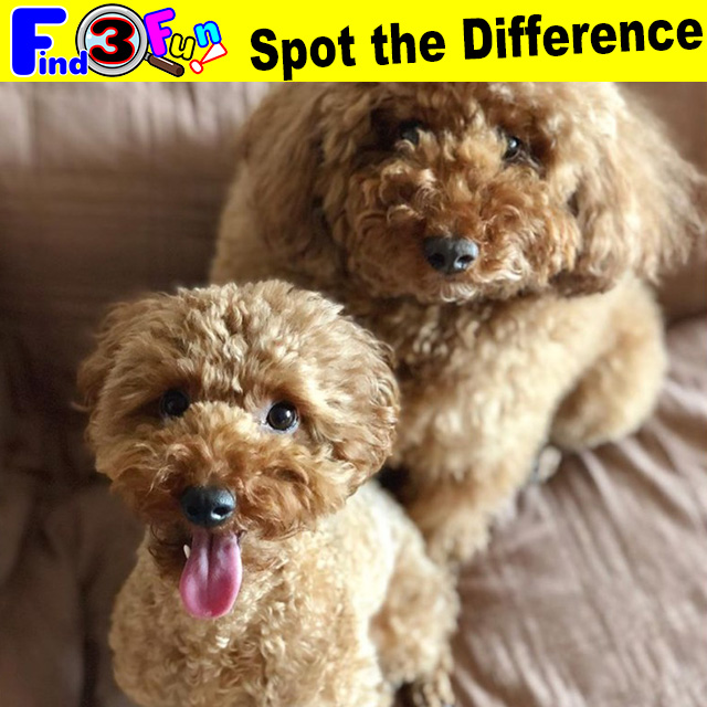 Dog 041 1 Dog Chocomusubi様 チョコちゃん むすびちゃん Find3fun