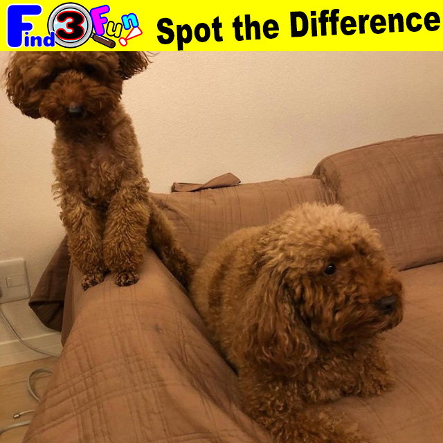 Dog 041 2 Dog Chocomusubi様 チョコちゃん むすびちゃん Find3fun