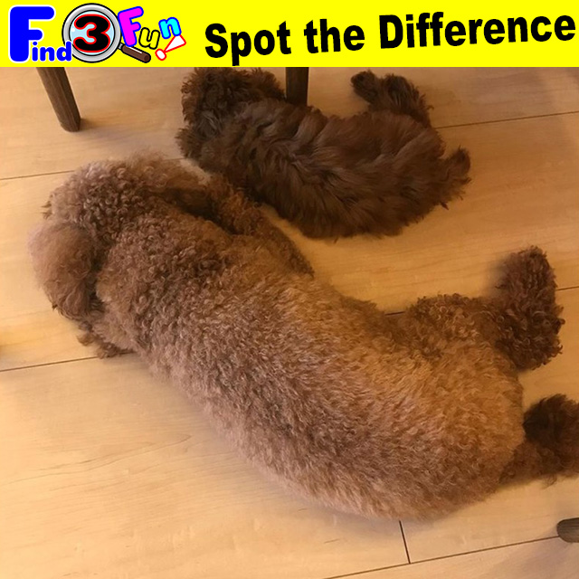 Dog 041 3 Dog Chocomusubi様 チョコちゃん むすびちゃん Find3fun