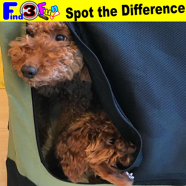 Dog 041 4 Dog Chocomusubi様 チョコちゃん むすびちゃん Find3fun