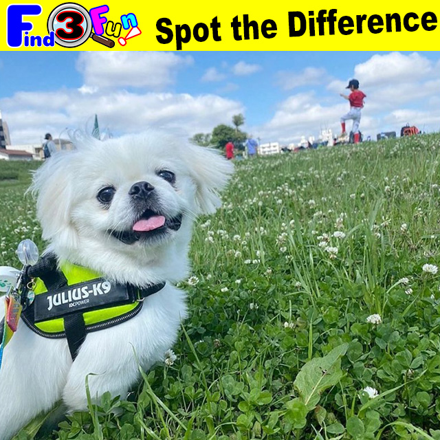 Dog 058 1 Udon 426様 うーちゃん Find3fun